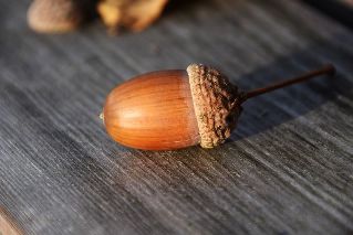 Good luck acorn