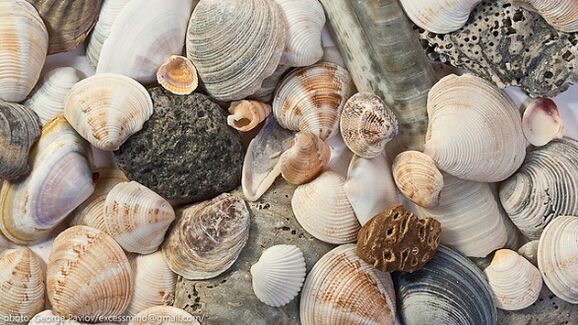 Seashells as a lucky charm