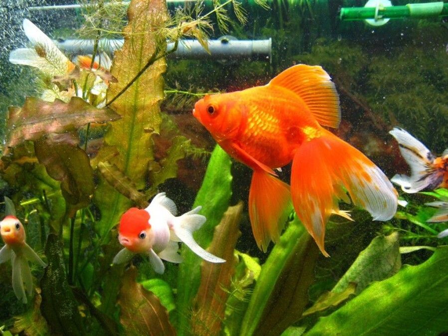 goldfish aquarium with goldfish