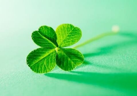 Among plants there are amulets that can protect from negative things, one of which is clover