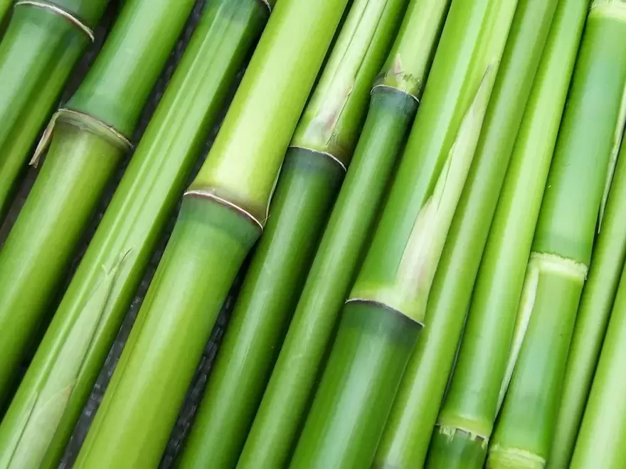 Lucky charm - bamboo