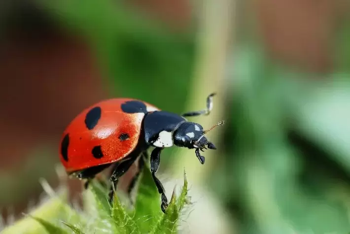 Lucky charm - ladybug