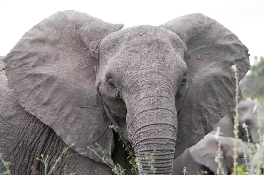 lucky charm - elephant
